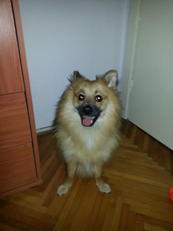 dame za povremene susrete